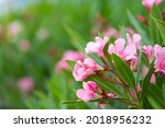 Small photo of Close up view of oleander (Rose bay, Nerium, Sweet, Petite or Dwarf Oleander). Blooming shrub with pink flowers. Colourful floral background.