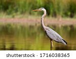 Great Blue Heron In The Evening