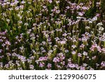 Flower Field Of Glandularia...