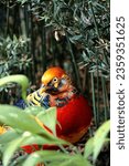 Small photo of A red golden pheasant hidden behind the green leaves of Isola Madre on Lake Maggiore.