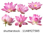 Pink Lotus Flower Isolated On...