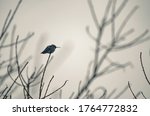 A Country Bird Perches On A...
