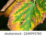 Small photo of American Elm leaves (Ulmus Americana) with Bacterial Leaf Scorch (Xylella Fastidiosa)