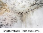 Mold Fungus On Ceiling And Wall ...