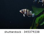 Siamese Tiger Fish