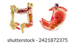 Intestine and stomach model...