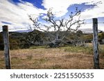 Small photo of large, grayish tree, fallen on the grass without leaves, dead, with its roots dug up in the middle of the grass, behind a barbed wire fence attached to two grayish and old, dry wooden stakes
