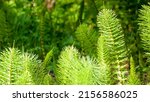 Equisetum Plants In Green Forest