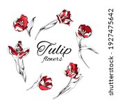 red tulip flowers. stems. set... | Shutterstock .eps vector #1927475642