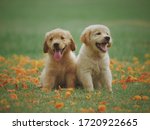 Two Cute Puppies Smiling On A...