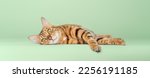 Small photo of Bengal cat, female, 3 years old, color rosette on gold, brown spotted, lies on a green background.