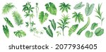 Tropical leaves set. Collection of exotic plants: Caladium, Fatsia, Calathea, Alocasia, Howea, liane. Vector foliage elements isolated on a white background. Realistic botanical illustration. 