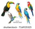 Tropical birds collection: parrots, humming-bird and toucan. Vector design isolated elements on the white background.