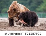 Brown Bears Are Eating Salmon