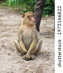 A Small Brown Barbary Ape Sits...