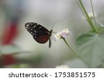 Butterfly Of Cuba  Danaus...