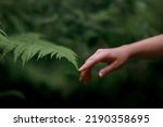 A woman's hand and a fern leaf. ...