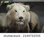 Lion  carnivorous mammals of...