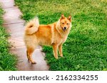 Small photo of Pet. Red-haired dog. Finnish Spitz. Background green glade and grass. Hunting, service Karelo-Finnish nimble dog. Karelian Bear Dog.