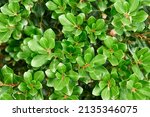 Small photo of Fresh lush common bearberry plant grows on flowerbed at sunlight close view. Natural decor of urban garden. Bush with juicy green leaves in park