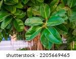 Small photo of Rubber fig's big smooth green leaf (ficus benjamina, ficus elastica, ficus microcarpa, rubber, weeping, banyan, climbing, sycamore, ficus, scared, fiddle, weeping). Close up photo.