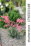 Red Yucca Plants In A Southern...