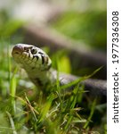 Grass Snake In A Grass Field
