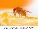 Tropical fruit fly drosophila...