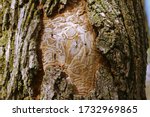 Small photo of Dead tree due to the ravage of the emerald ash borer. Furrows of larvae under the bark.