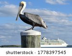 Pelican With Cruise Ship In...