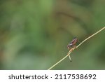 Small photo of The field fly, "Sepedon sphegea" is a species of palearctic fly in the family Sciomyzidae, the swamp fly or snail killer fly. Larvae feed on water snails and as opportunists on other invertebrates.