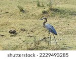 Small photo of Goliath Heron (Ardea goliath) looking for food on the river bank