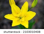 Beautiful Yellow Lily Flower In ...