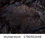leaf skelton on the forest floor | Shutterstock . vector #1780502648