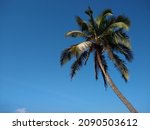 Coconut Palm Trees  Blue Sky...
