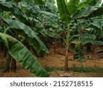 Musa acuminata 'Red Dacca' banana plants in a farm