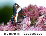 White Admiral Butterfly ...