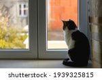 Tabby Cat Sitting On A Window...