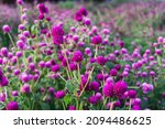 Small photo of Globe Amaranth or Bachelor Button flower garden. Wild purple flower nature in garden, purple Globe Amaranth background