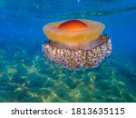 Mediterranean Jellyfish ....