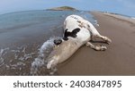 Small photo of Dead cow in the beach, Death nature, dead animal, human ecology issues, The corpse of a cow in the Mediterranean sea Coast, dead animal, Jijel, Algeria, North Africa. Wild animals drowned in the sea.