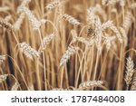 Scenic Landscape With Wheat...