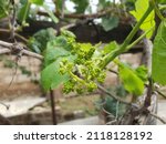 Close Up Of A Grape Tree With...