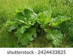Small photo of Rhubarb bush growing in the garden, Rhubarb stalks with large leaves containing oxalic acid.