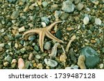 Small photo of Sapless starfish and little rocks