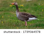 Single greylag goose (Anser anser) on a field with wildflowers
