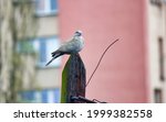 One Eurasian Collared Dove  A...