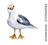 watercolor seagull, seabird, hand drawn illustration, animalistic sketch