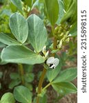 Small photo of flowering broad bean plant, white broad bean flowers, blooming broad bean, plants in the garden, broad bean bush