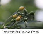Small photo of Close-up yellow and green job tears or lacryma jobi seeds appear at the tip of the tree trunk.